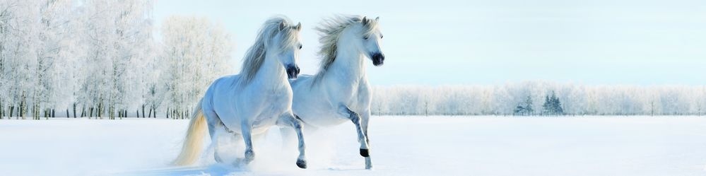 ����������� F11545